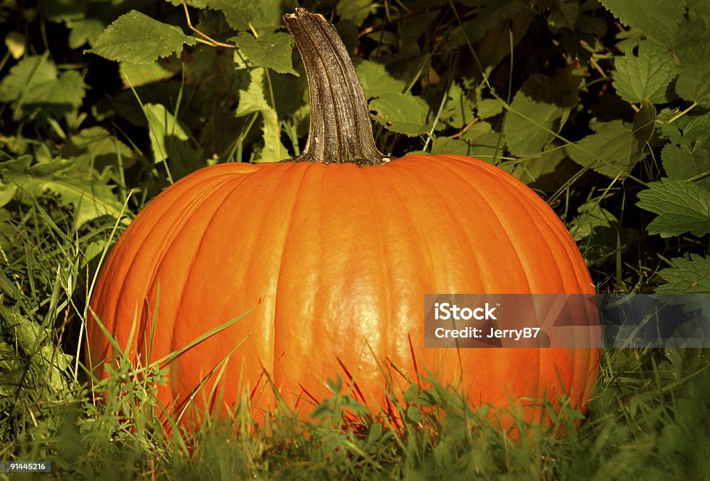 Pumpkin Portrait  Autumn Stock Photo