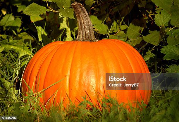 Pumpkin Portrait Stock Photo - Download Image Now - Autumn, Color Image, Farm