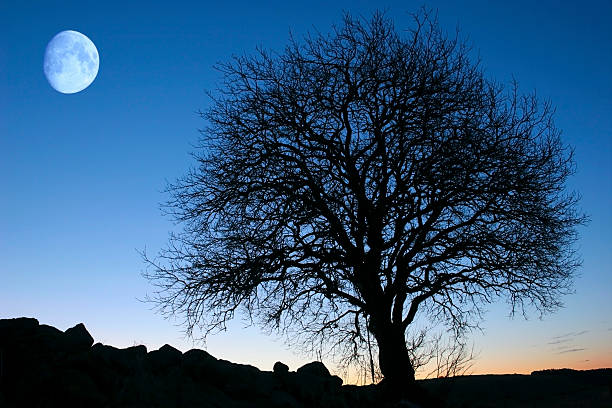 istock Silhouette of big tree with full moon in sky at twilight 91445257