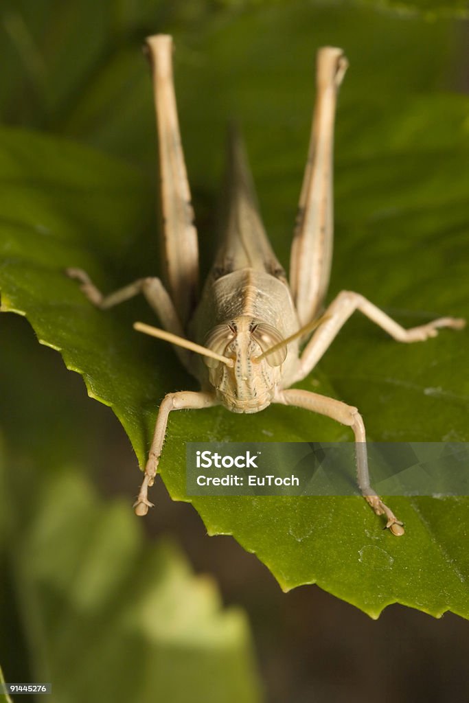 Saltamontes on Green Leaf - Foto de stock de Abdomen animal libre de derechos