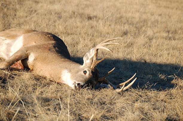 Fallen Whitetail Deer stock photo