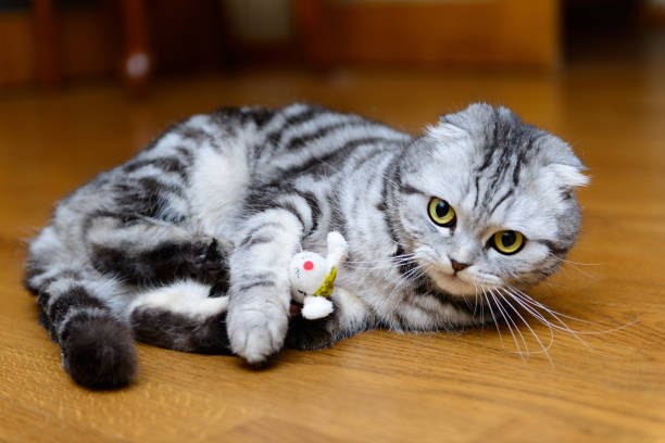 istock gray cat playing with cat toys 914454222