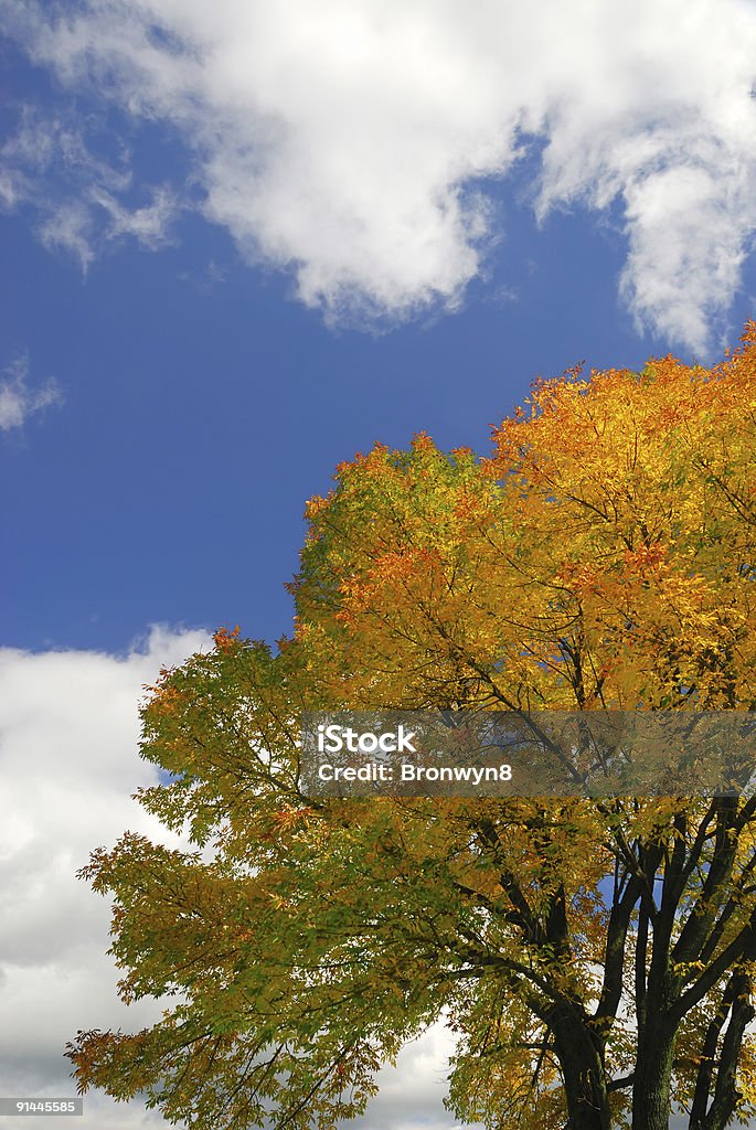 Herbst Baum und Himmel - Lizenzfrei Baum Stock-Foto