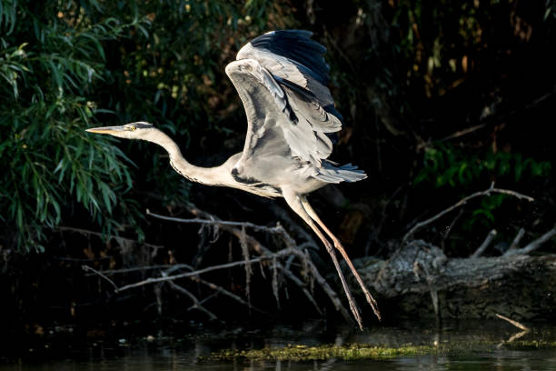 istock Grey Heron bird in the wild Danube Delta Romania 914456318