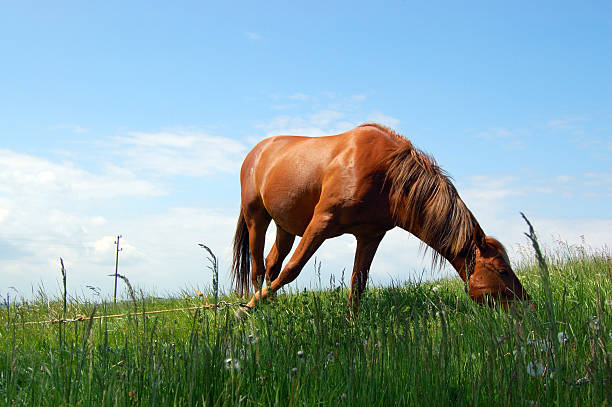 istock horse grazing green grass on the pasture 91445703