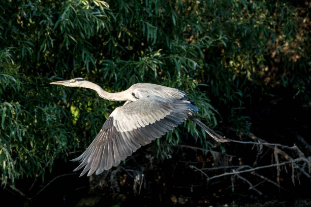 istock Wild Grey Heron bird in the Danube Delta Romania 914457092