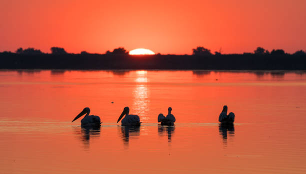 istock Sunrise in Delta Dunarii (Danube Delta) and Pelican colony 914457156