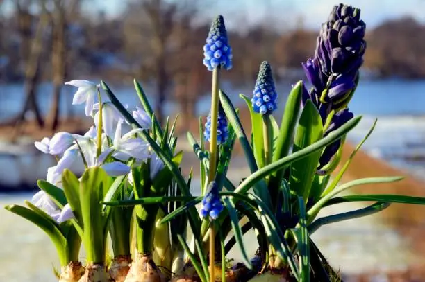 Photo of Spring Flowers against a scenic lake view