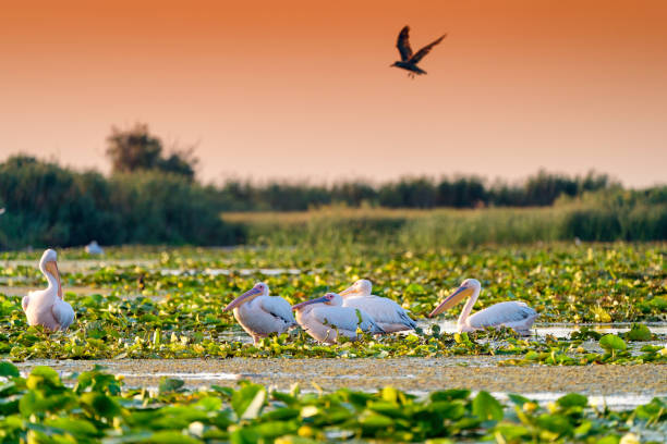 istock Pelicans in the Danube Delta (Delta Dunarii) Romania 914461624