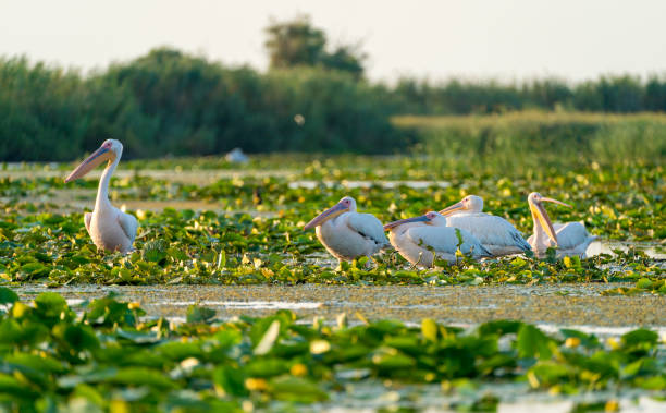 istock Pelicans in the Danube Delta (Delta Dunarii) Romania 914461682