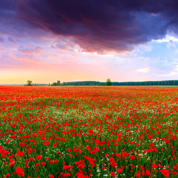 istock Poppies field at sunset in summer 914461726