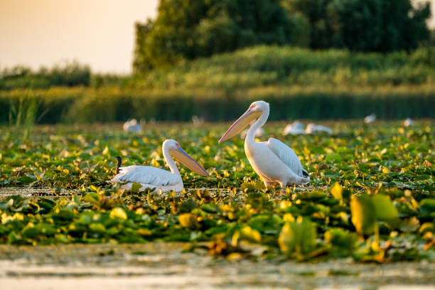 istock Wild Pelican colony in Danube Delta at sunset 914462096
