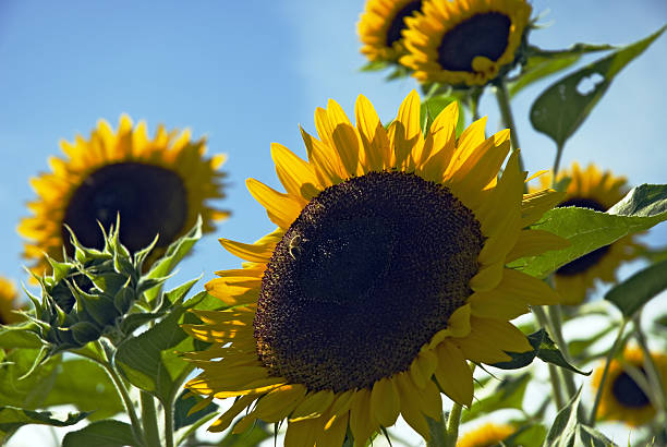 Sonnenblumen – Foto