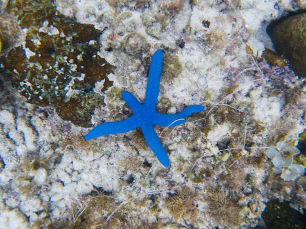 pescado azul de estrella regeneración de pierna en fondo del mar. foto bajo el agua de mar tropical. - vitality sea aquatic atoll fotografías e imágenes de stock