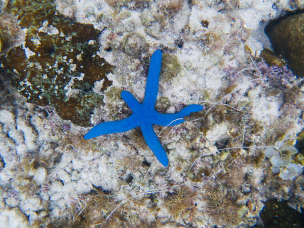 peixe estrela azul regenerar a perna no fundo do mar. fotografia subaquática de estrela do mar tropical. - vitality sea aquatic atoll - fotografias e filmes do acervo