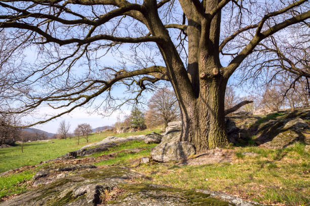 Oak trees on green meadow at a spring day in Hungary