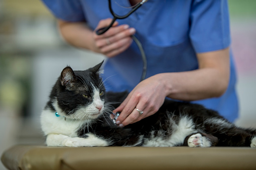 A cat is laying indoors in a vet's office. The vet is leaning over the cat and checking its heart rate with a stethoscope.