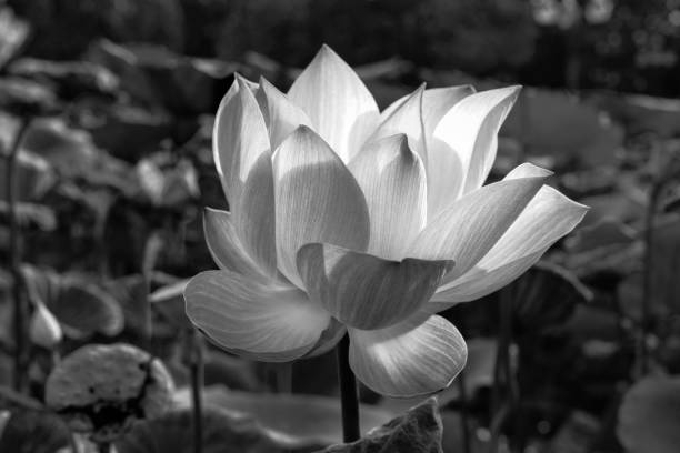 istock Sacred Lotus Flower in Monochrome 914462738
