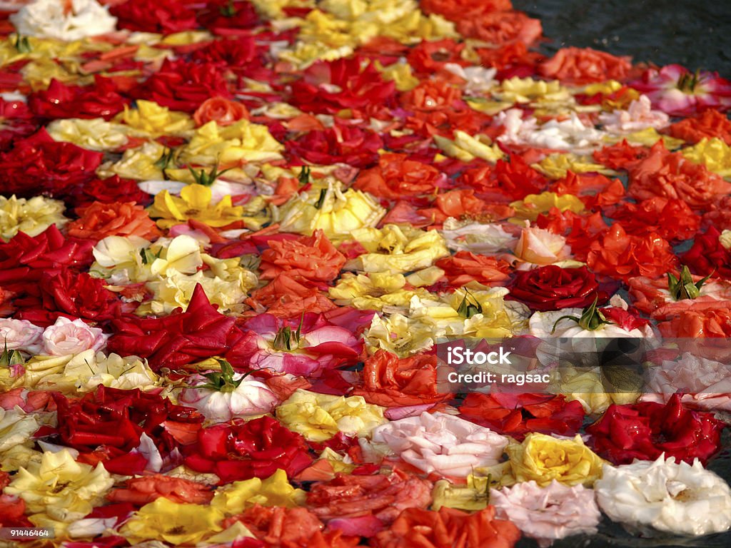 Bed of Roses  Bed Of Roses Stock Photo