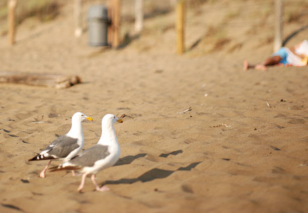 gulls andar - walking bird teamwork water bird imagens e fotografias de stock