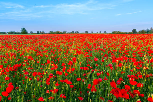 istock Poppies field meadow in summer 914465530