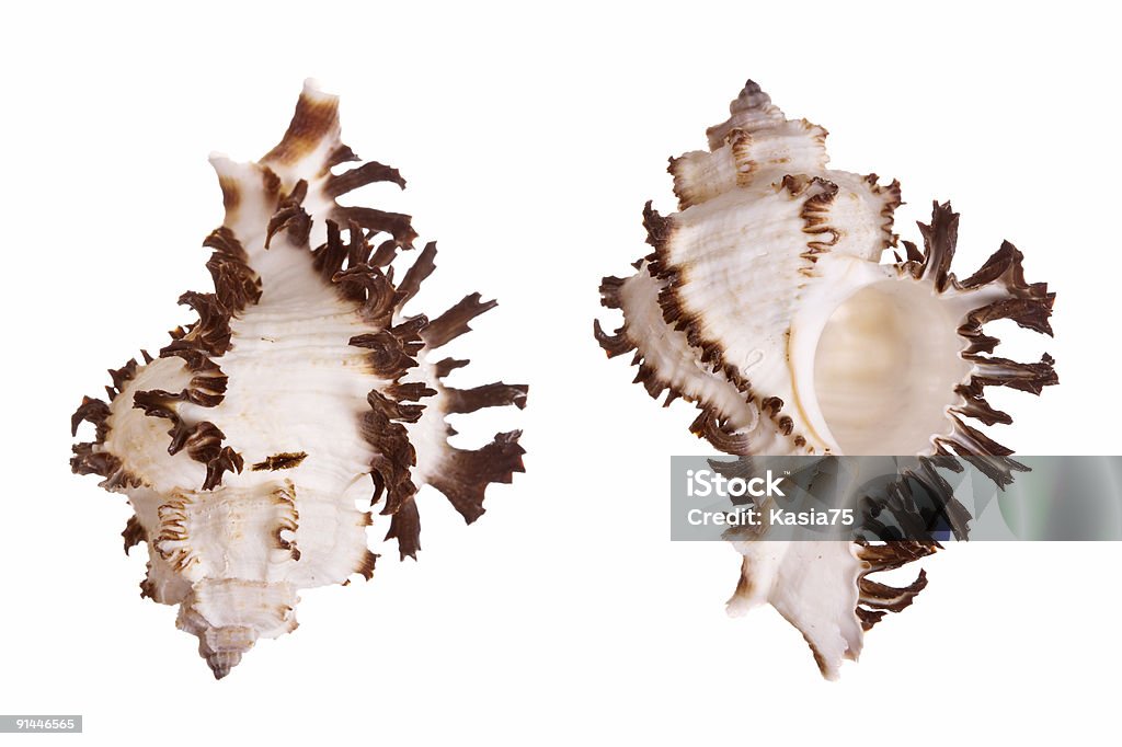 Murex Seashells  Murex Stock Photo