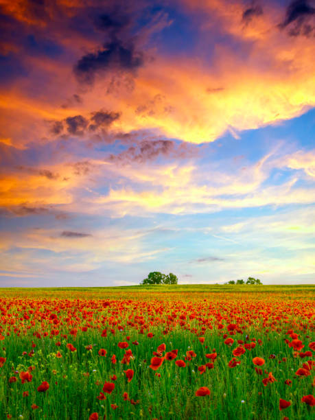 istock Poppies field at sunset 914465650