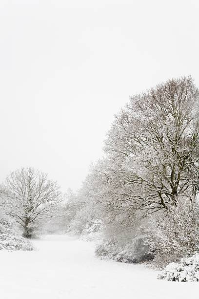 istock Woodland snow scene 91446732