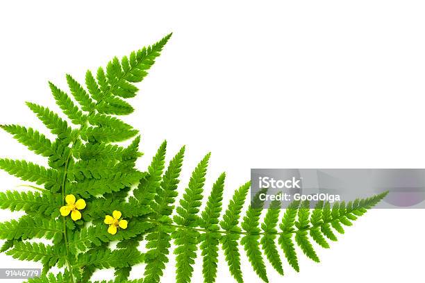 Fern Moldura De - Fotografias de stock e mais imagens de Amarelo - Amarelo, Arbusto, Biologia