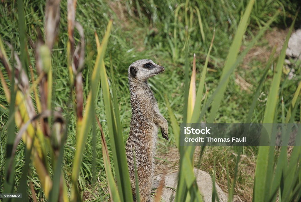 suricata - Foto de stock de Aire libre libre de derechos