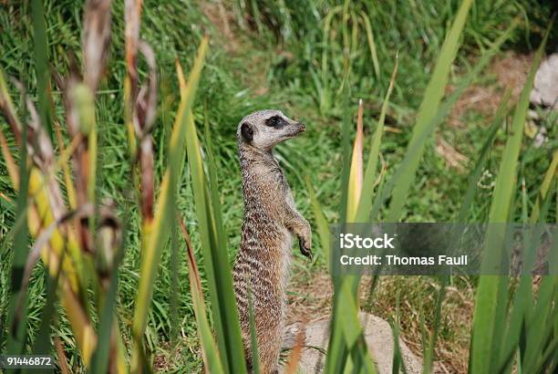 Suricata - Fotografias de stock e mais imagens de Animal - Animal, Animal selvagem, Ao Ar Livre