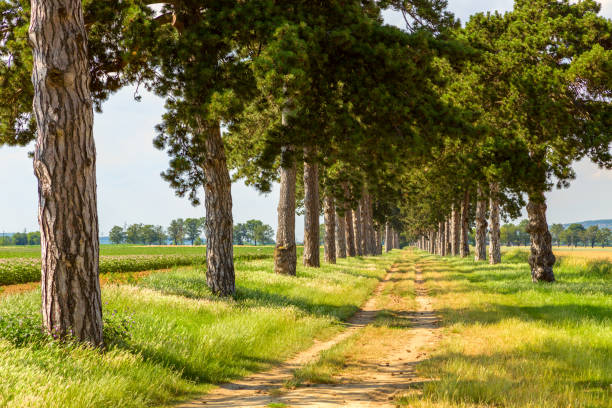 tree alley in summer with footpath