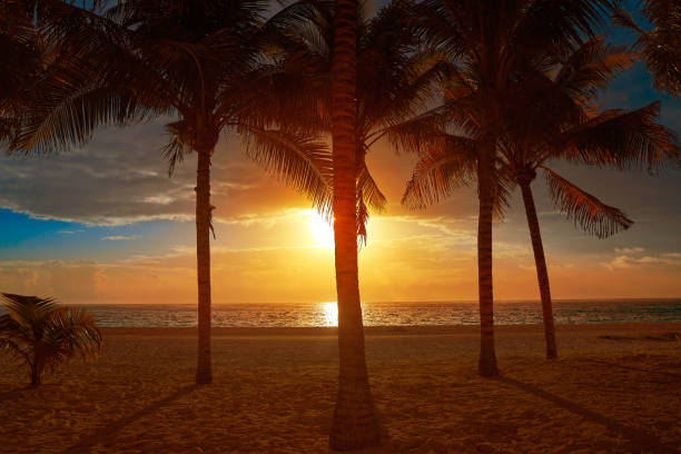 istock Caribbean beach coconut palm trees sunset 914469548