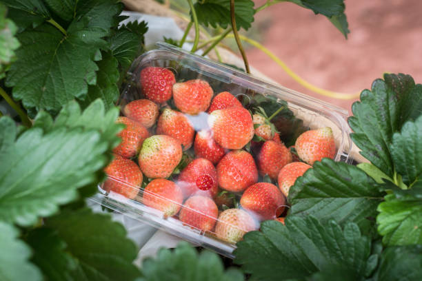 istock Strawberries in plastic pack on a fresh green field 914470276