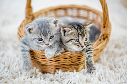 Two kittens are indoors in a living room. They are sitting in a basket on the carpet together.