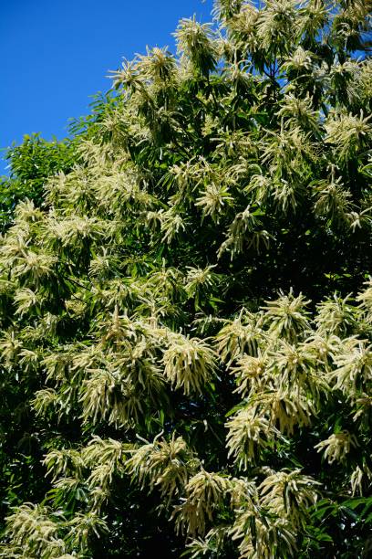 istock Chestnut tree in blossom, Portugal. 914471124