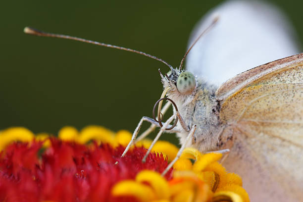 Cabbage butterfly stock photo