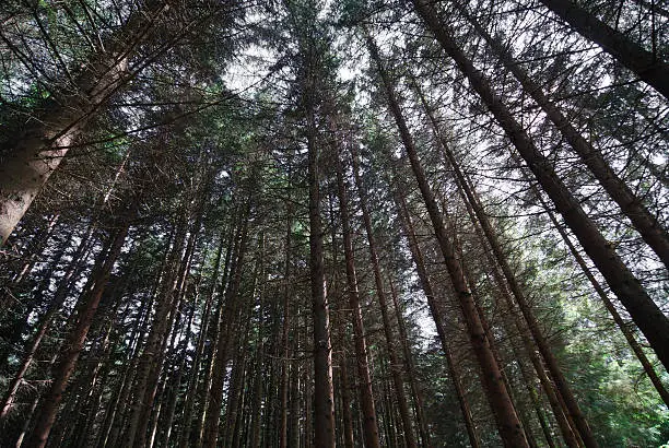 Forest of firs in the region of Pyrenees (Southern France)