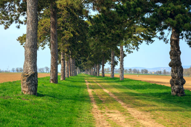 istock tree alley in summer with footpath 914474056