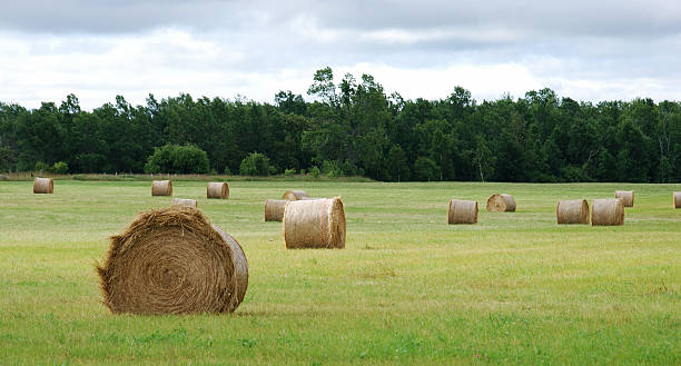 istock Round Hay bales in a farmers field 91447422