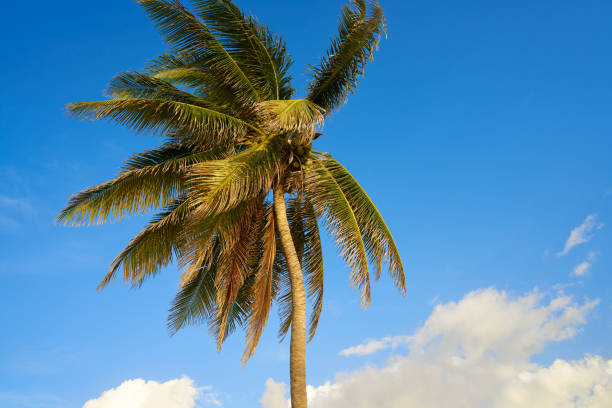 istock Caribbean coconut palm tree Riviera Maya 914475160