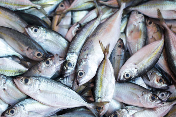 istock fresh fish for food preparation as background. 914475722