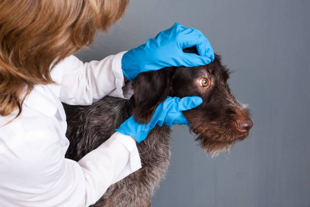 istock veterinarian checking eyes of dog 914475818
