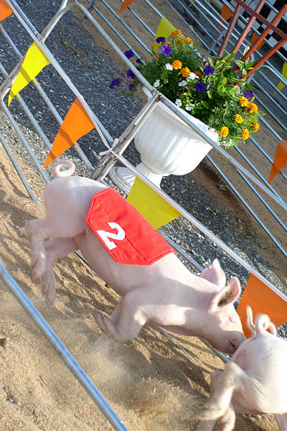 레이싱 돼지 - agricultural fair pig competition carnival 뉴스 사진 이미지