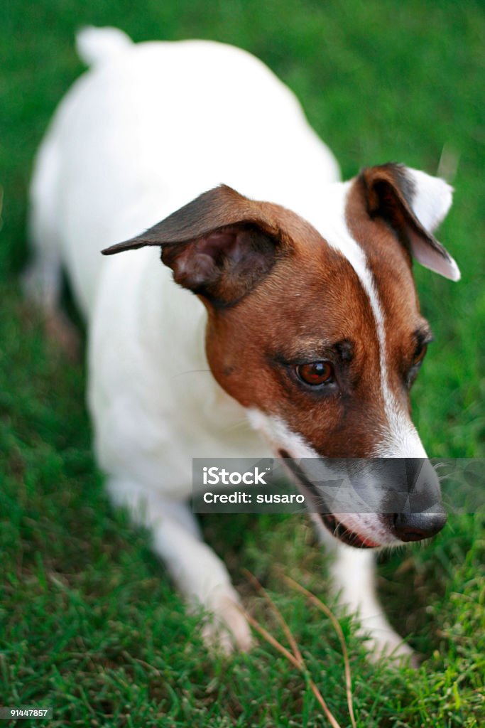 Jack Russell Terrier  Alertness Stock Photo