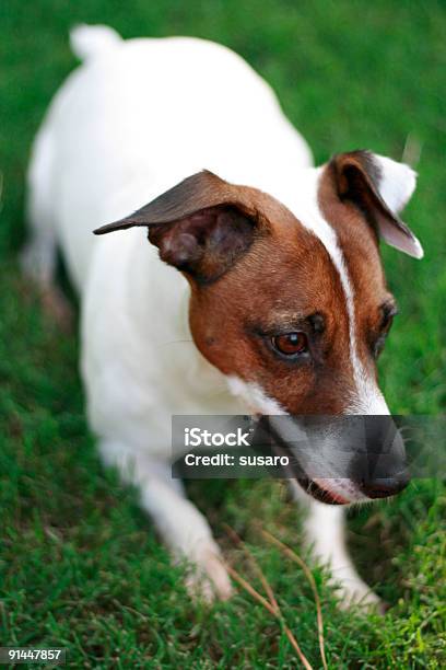 Jack Russell Terrier Stock Photo - Download Image Now - Alertness, Animal, Animal Nose