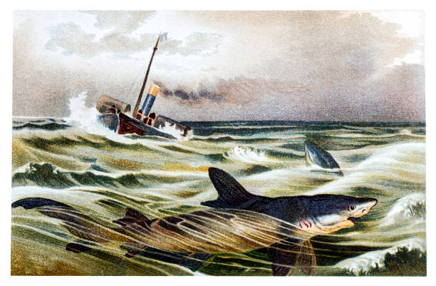 ilustrações de stock, clip art, desenhos animados e ícones de shipk with blue shark (prionace glauca) - death bed illustration and painting engraving