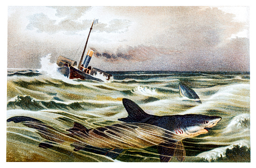 illustration of a shipwreck with blue shark (Prionace glauca)
