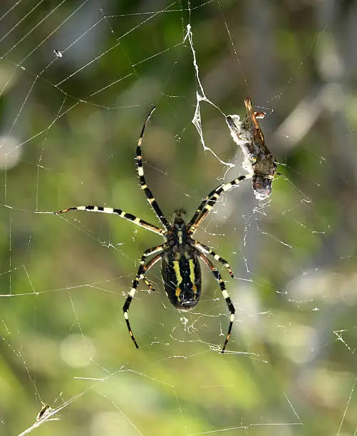wasp spider and prey in spiderweb in front of green blurry back
