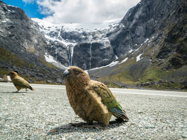 istock Kea bird in New Zealand 914481280